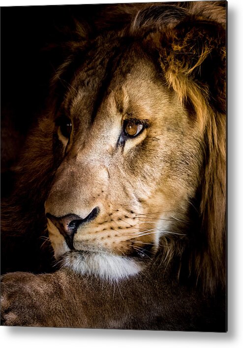 Lion Metal Print featuring the photograph Waiting #3 by Ernest Echols