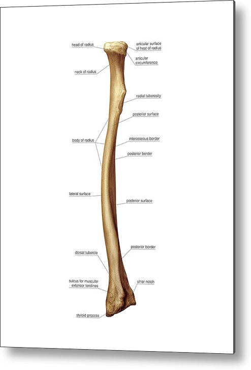 Radius Bone Metal Print by Asklepios Medical Atlas
