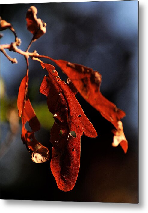 Fall Metal Print featuring the photograph Three Leaves by Gene Tatroe