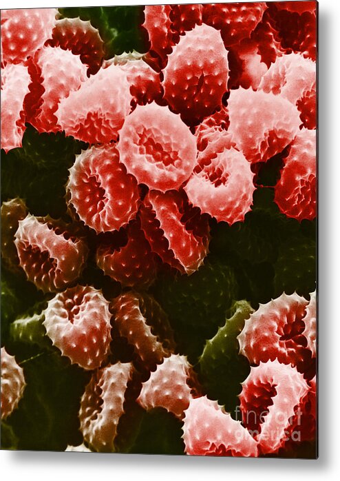 Allergen Metal Print featuring the photograph Ragweed Pollen Sem #6 by David M. Phillips / The Population Council