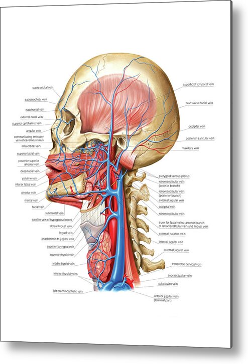 Anatomy Metal Print featuring the photograph Venous System Of The Head And Neck #6 by Asklepios Medical Atlas