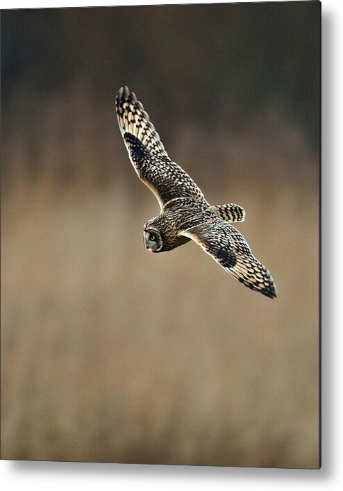 Shorteared Metal Print featuring the photograph Short Eared Owl #7 by Paul Scoullar