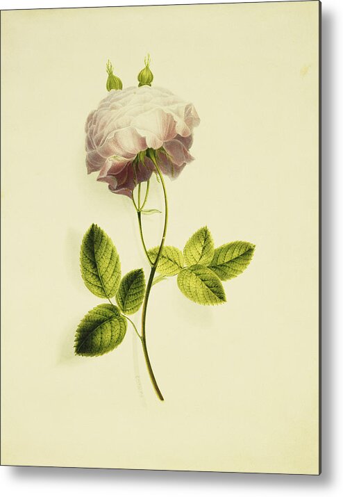 Biology Metal Print featuring the painting A Pink Rose by James Holland