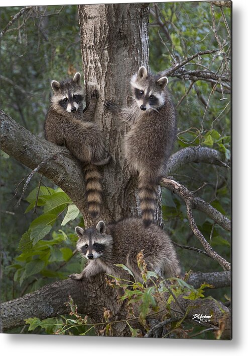 Raccoons Metal Print featuring the photograph A tri of bandits by Don Anderson