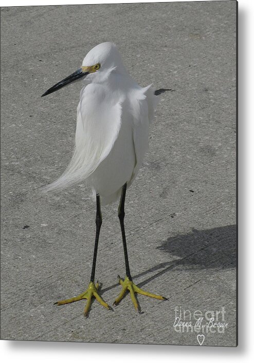 Bird Metal Print featuring the photograph A Windy Day by Donna Brown