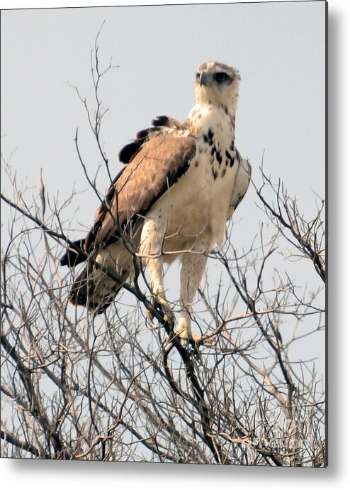 Raptor Metal Print featuring the photograph African Hawk Eagle by Tom Wurl