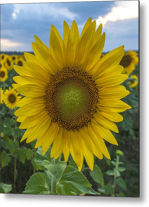 After The Rain Sunflowers Augusta Nj Metal Print featuring the photograph After the Rain Sunflower Augusta NJ by Terry DeLuco