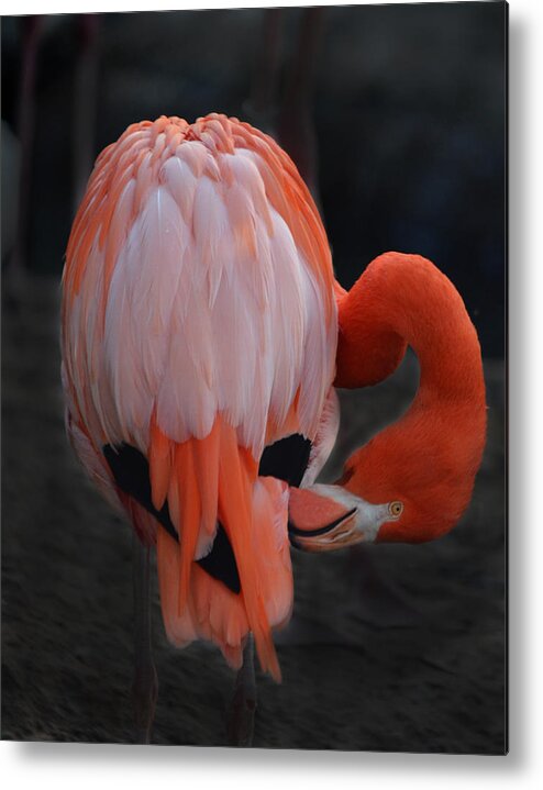 America Metal Print featuring the photograph Aligning Tail Feathers by Maggy Marsh