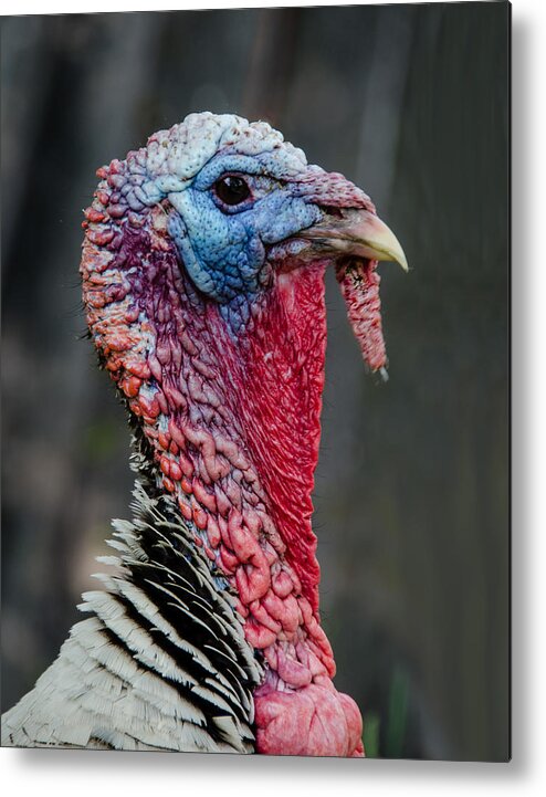 Turkey Metal Print featuring the photograph Get My Good Side by Jennifer Kano