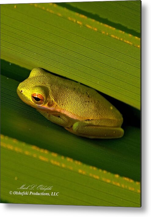 American Metal Print featuring the photograph American Green Tree Frog I mlo by Mark Olshefski