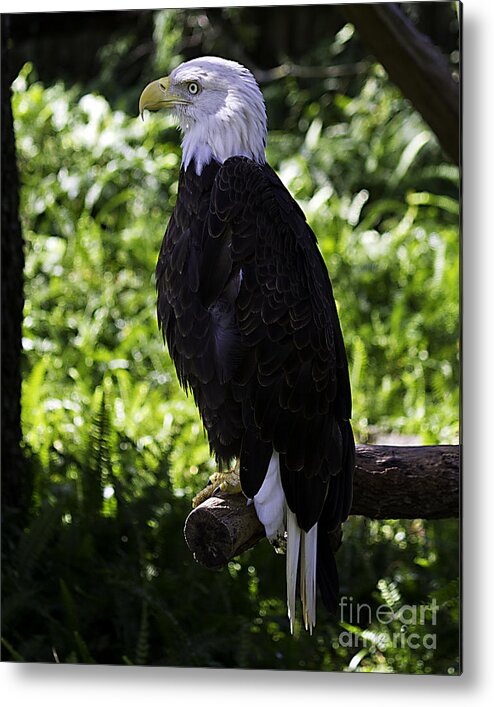 Eagle Metal Print featuring the photograph American Symbol two by Ken Frischkorn