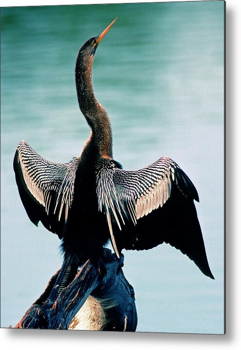 Animal Metal Print featuring the photograph Anhinga Anhinga Anhinga Drying Feathers by Millard H. Sharp