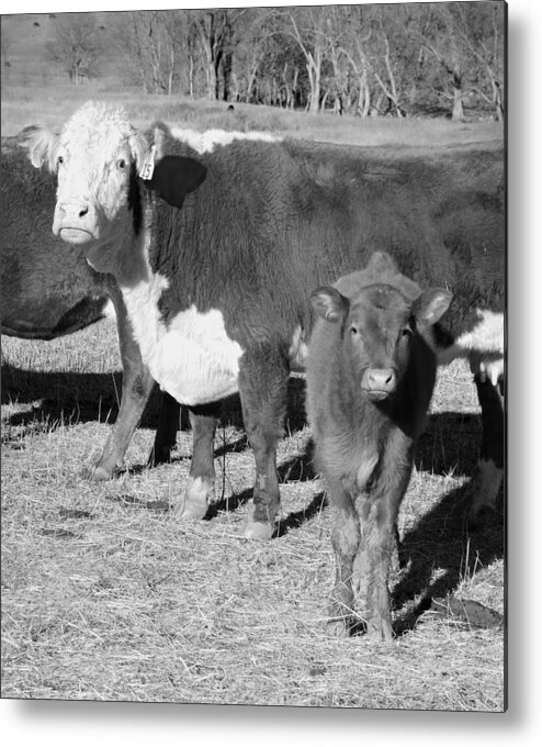 Animal Metal Print featuring the photograph Animals Cows The Curious Calf black and white photography by Ann Powell
