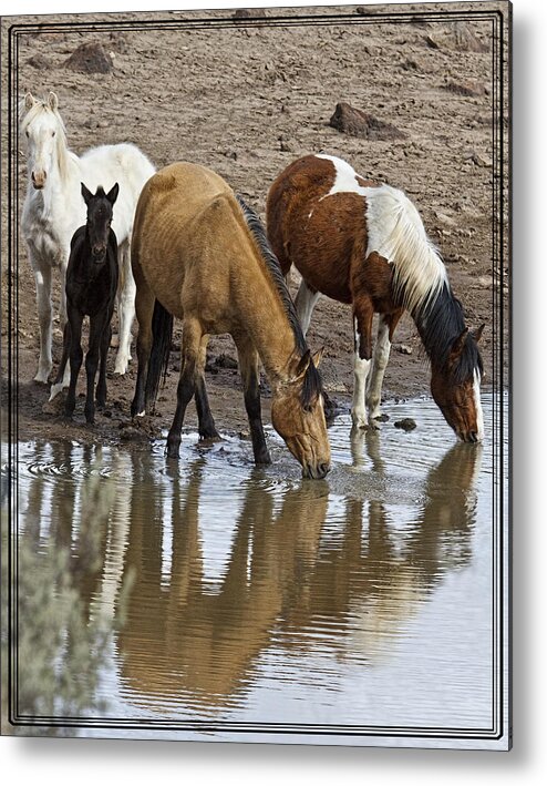 Another At The Watering Hole Metal Print featuring the photograph Another At The Watering Hole by Wes and Dotty Weber