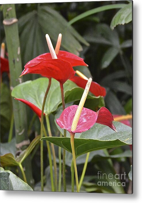 Flower Metal Print featuring the photograph Anthurium by Carol Bradley