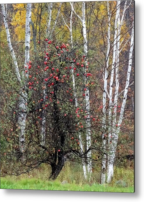 Trees Metal Print featuring the photograph Apple Majesty by Catherine Arcolio
