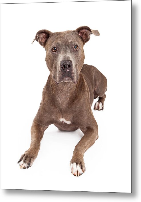 American Staffordshire Metal Print featuring the photograph Attentive American Staffordshire Terrier Dog Laying by Good Focused
