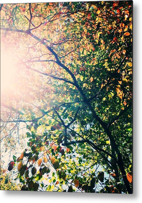 Autumn Metal Print featuring the photograph Autumn Flame by Kim Fearheiley