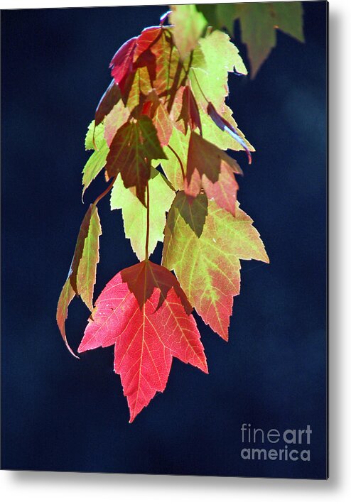 Fall Metal Print featuring the photograph Autumn Leaves II by Chuck Flewelling