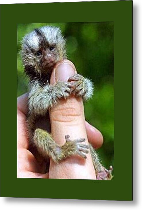 how much is a real finger monkey