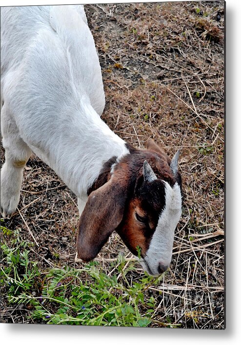Goat Metal Print featuring the photograph Baby Goat by Jeff McJunkin
