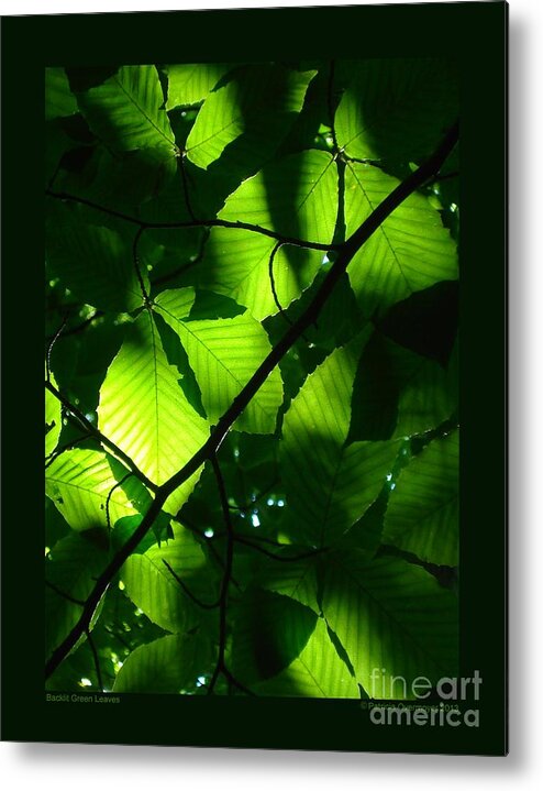 Leaf Metal Print featuring the photograph Backlit Green Leaves by Patricia Overmoyer