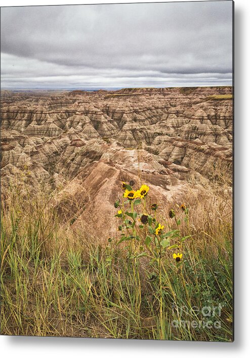 Sunflower Metal Print featuring the photograph Badlands Wild Sunflowers by Sophie Doell