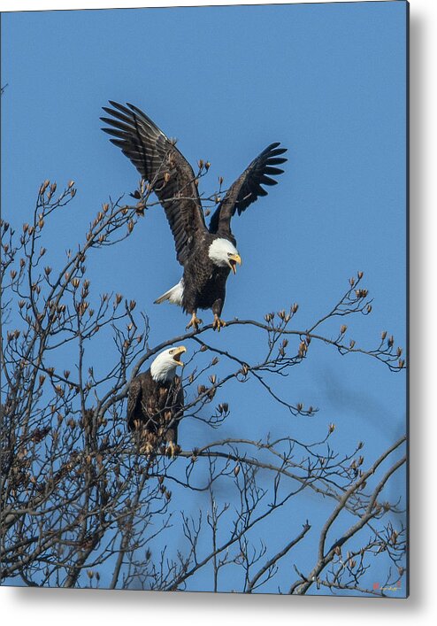 Marsh Metal Print featuring the photograph Bald Eagles Screaming DRB169 by Gerry Gantt