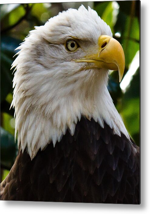Bald Eagle Metal Print featuring the photograph Bald Is Beautiful by Robert L Jackson
