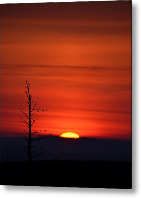 Bare Metal Print featuring the photograph Bare Tree Sunrise by Bill Cannon