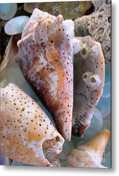 Shells Metal Print featuring the photograph Barnacles by Colleen Kammerer