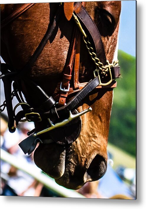 Steeplechase Metal Print featuring the photograph Be quiet I'm trying to think by Robert L Jackson
