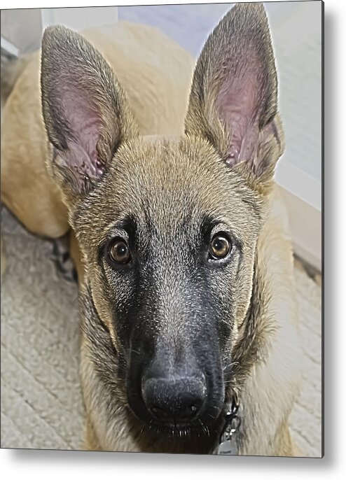 Dog Metal Print featuring the photograph Belgian Malinois Puppy Portrait by Barbara Dean