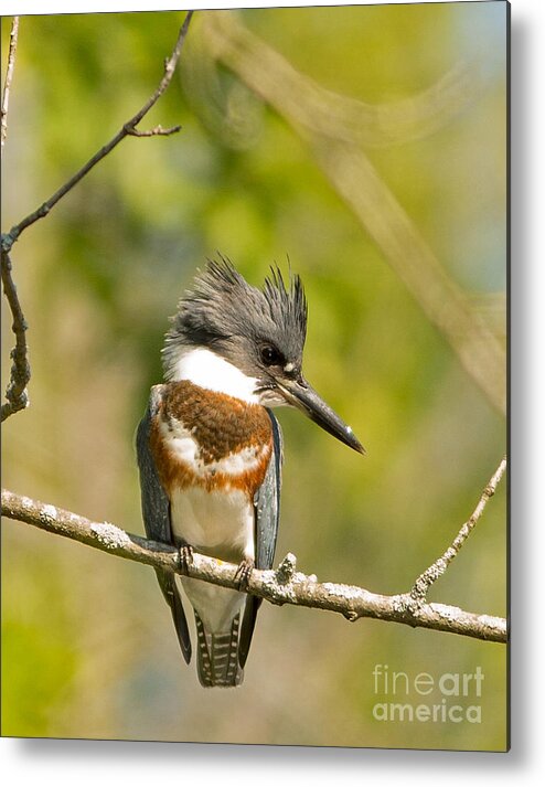 Wisconsin Metal Print featuring the photograph Belted Kingfisher 2 by Natural Focal Point Photography