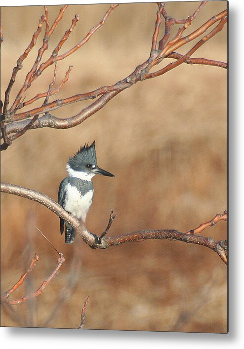 Wildlife Metal Print featuring the pyrography Belted Kingfisher by William Selander