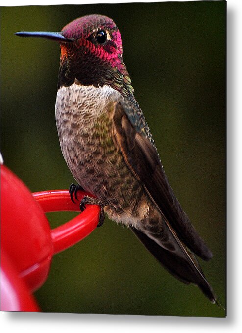 Black Chinned Metal Print featuring the photograph Black Chinned Male Hummingbird by Jay Milo