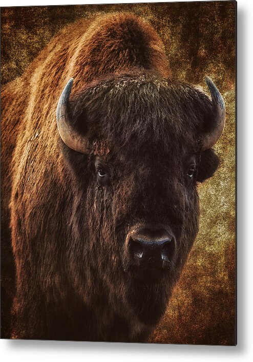 Buffalo Metal Print featuring the photograph Bless the Beast by Ron McGinnis