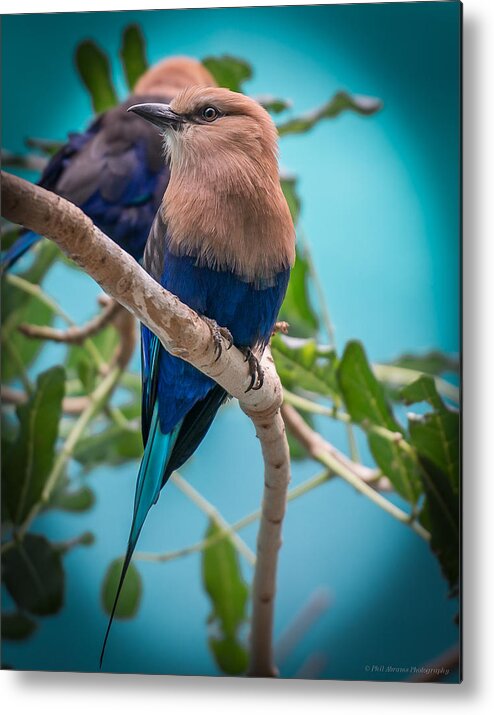 Blue Bellied Roller Bird Metal Print featuring the photograph Blue Bellied Roller by Phil Abrams