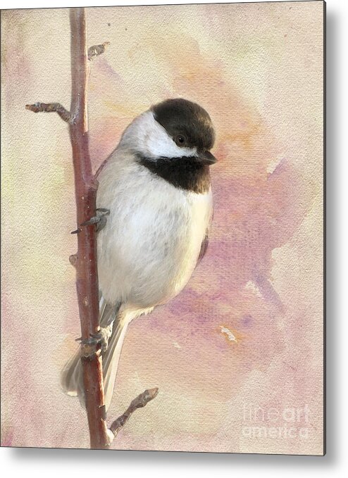 Black-capped Chickadee Metal Print featuring the photograph Bright New Day by Betty LaRue