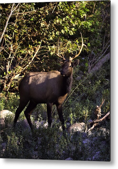 Bull Elk Metal Print featuring the photograph Bull Elk Crossing the Hailstone by Michael Dougherty