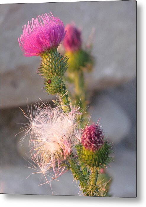 Flowers Metal Print featuring the photograph Bull Thistle by David T Wilkinson