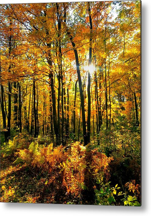Fall Metal Print featuring the photograph Burst of Fall by Brook Burling