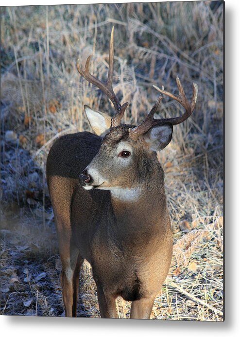 Buck Metal Print featuring the photograph Busted Antlers by Shane Bechler