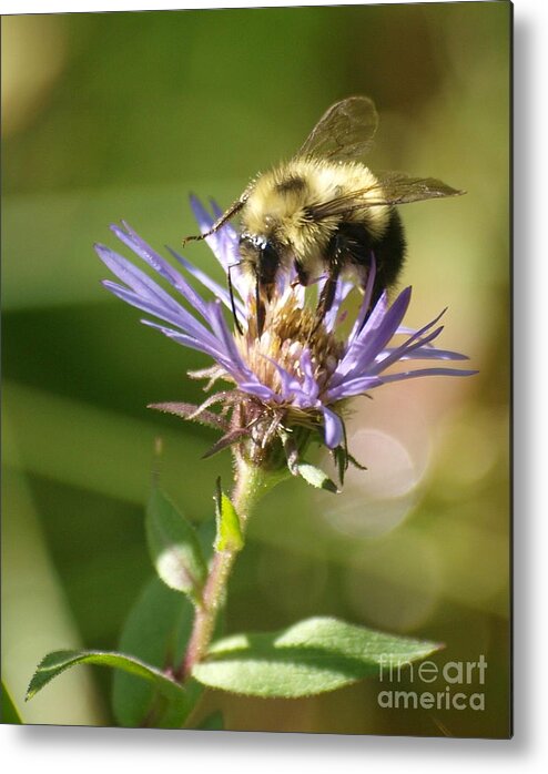 Bee Metal Print featuring the photograph Busy Bee by Vivian Martin