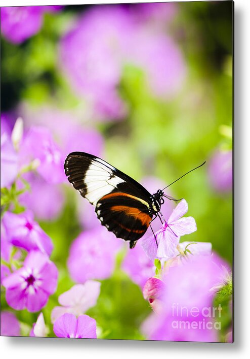Animals Metal Print featuring the photograph Butterfly on Pink Flowers by Oscar Gutierrez