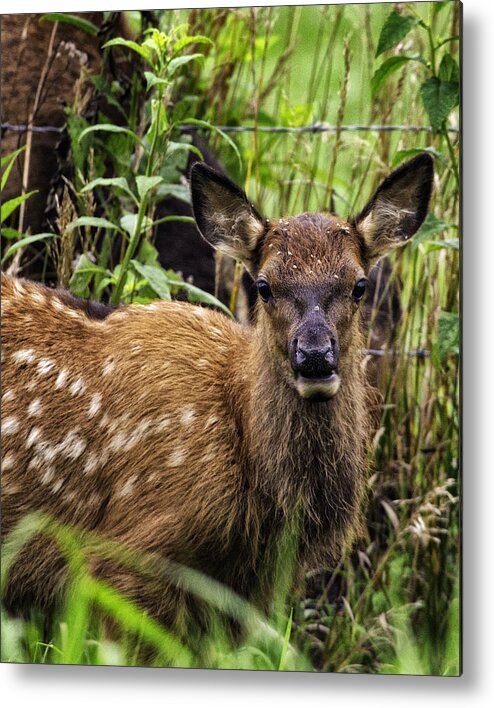 Elk Metal Print featuring the photograph Calf Elk Boxley Valley by Michael Dougherty