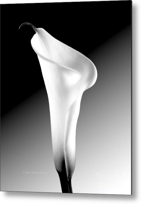 Calla Lily Metal Print featuring the photograph Calla Lily BW by Richard J Thompson 