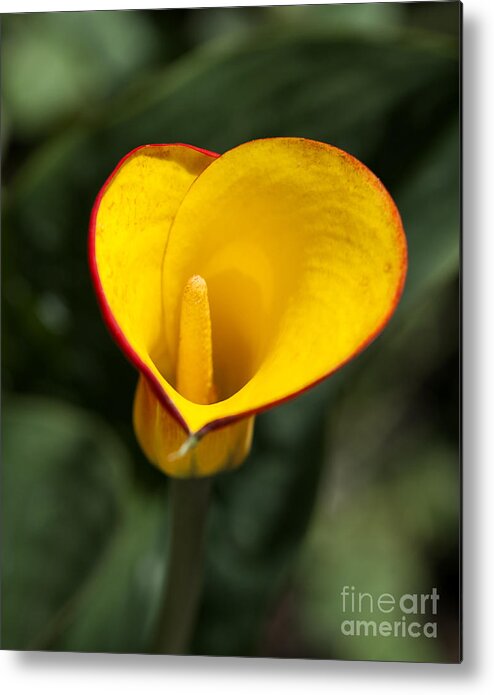 Yellow Calla Lily Metal Print featuring the photograph Calla Lily by Fitzroy Barrett