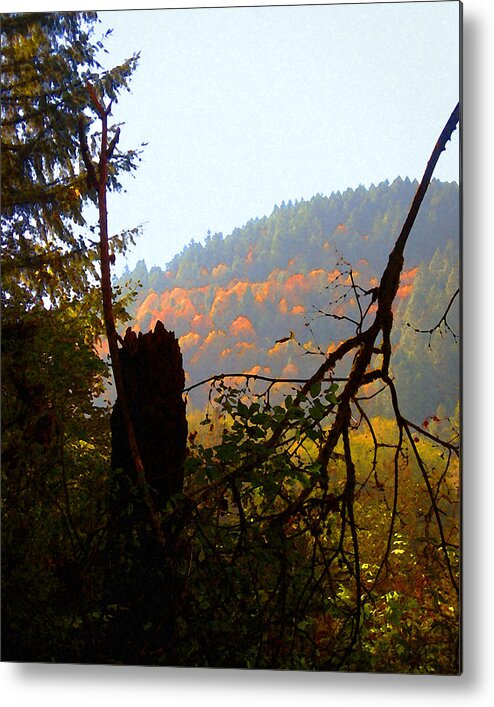 Capitol Forest Metal Print featuring the photograph Capitol Forest by Timothy Bulone