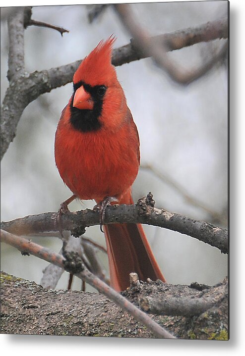 Bird Metal Print featuring the photograph Cardinal 119 by Gene Tatroe